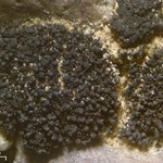 Lichinella stipatula