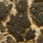 Lichinella stipatula