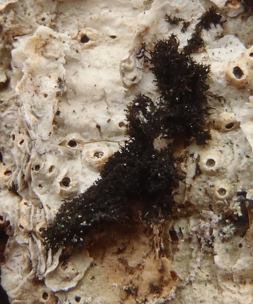 Lichinodium canadense