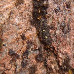 Lichinodium sirosiphoideum