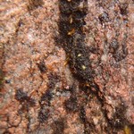Lichinodium sirosiphoideum
