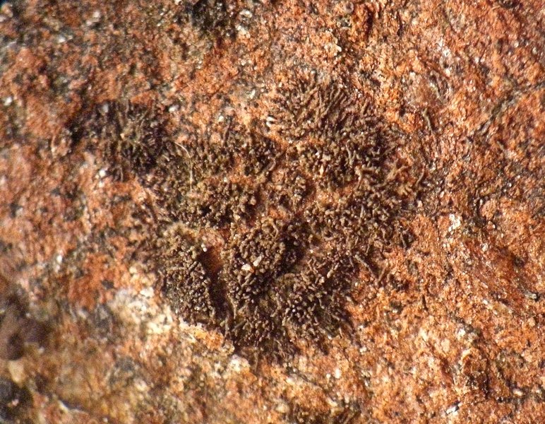 Lichinodium sirosiphoideum