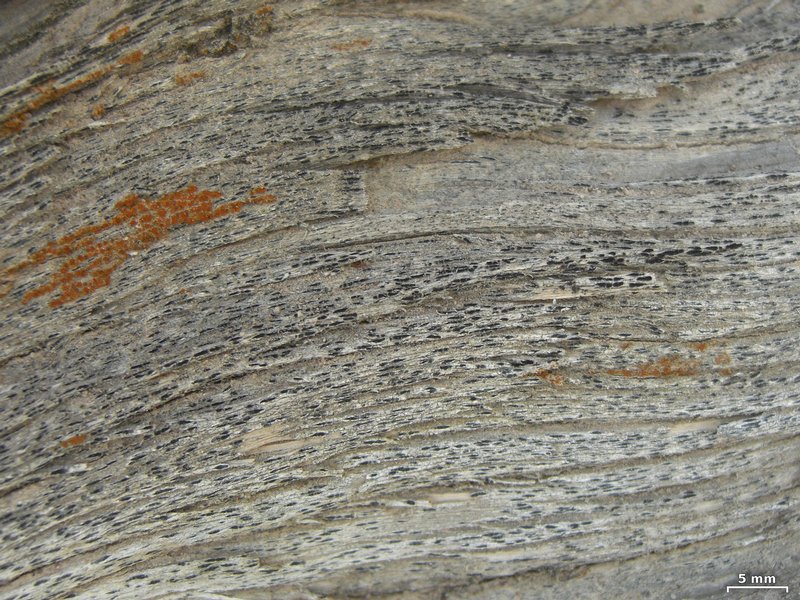 Lignoscripta atroalba