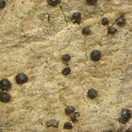 Lithothelium hyalosporum