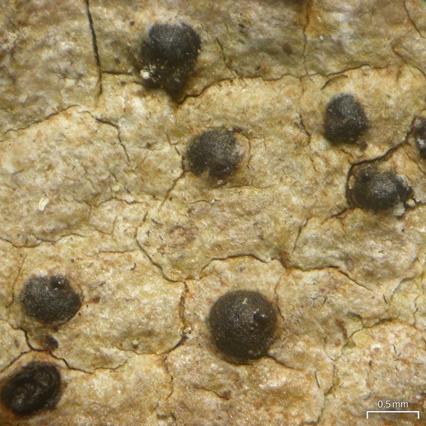 Lithothelium hyalosporum