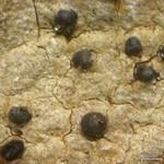 Lithothelium hyalosporum