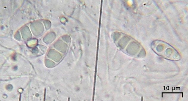 Lithothelium hyalosporum