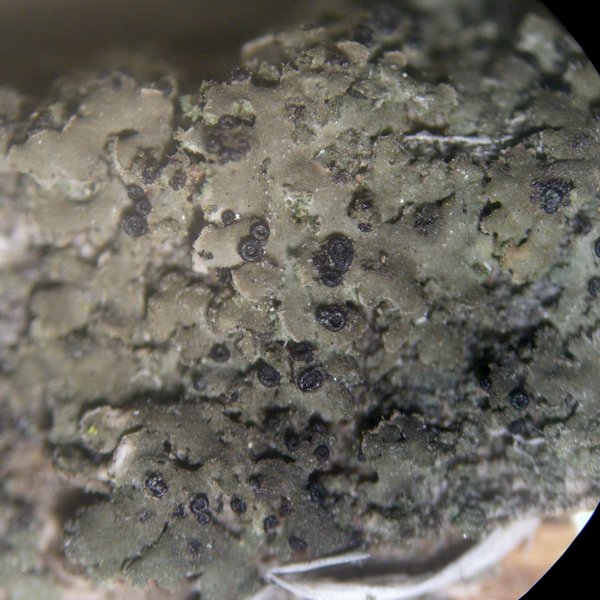 Llimoniella phaeophysciae