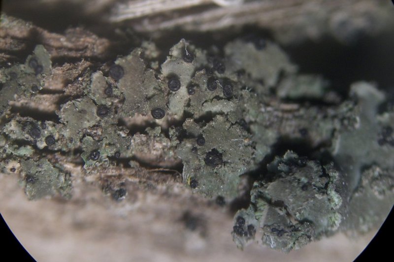 Llimoniella phaeophysciae