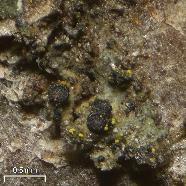 Llimoniella phaeophysciae