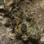 Llimoniella phaeophysciae