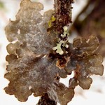 Lobaria hallii