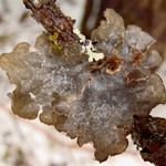 Lobaria hallii