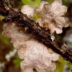 Lobaria hallii