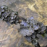 Lobaria hallii