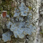 Lobaria hallii