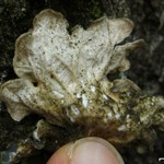 Lobaria hallii