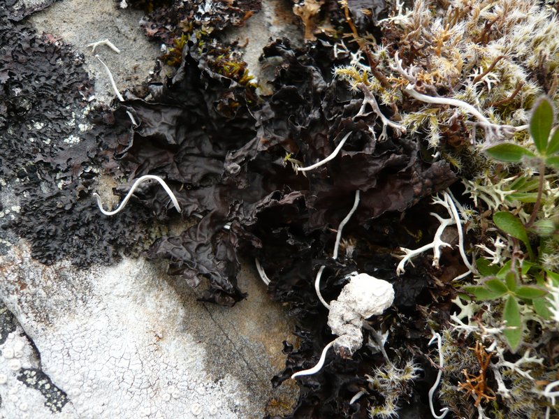 Lobaria kurokawae