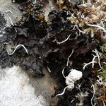 Lobaria kurokawae