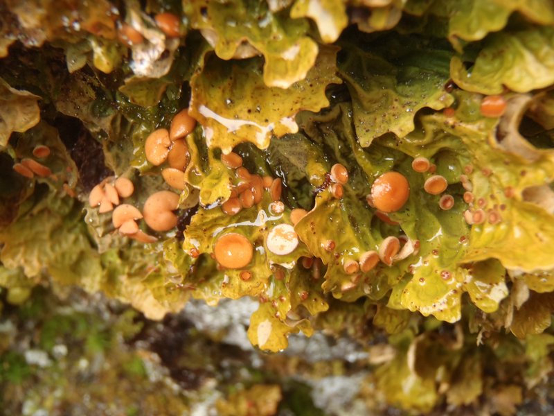 Lobaria linita var. tenuior
