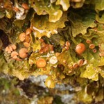 Lobaria linita var. tenuior