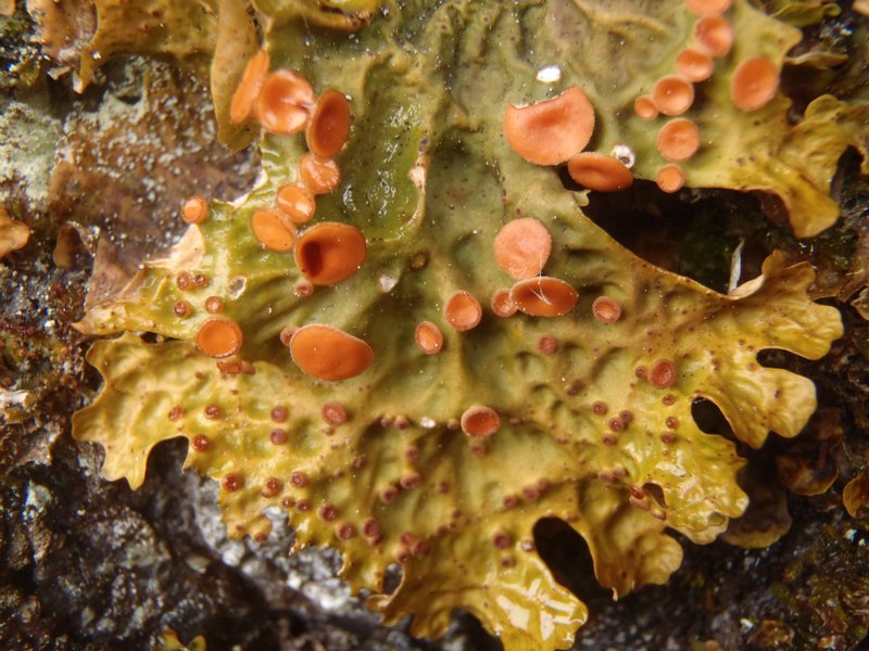 Lobaria linita var. tenuior