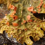 Lobaria linita var. tenuior