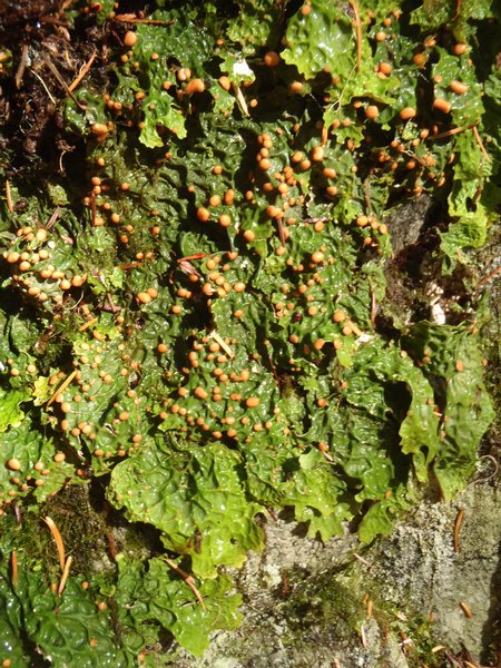 Lobaria linita var. tenuior