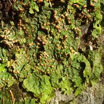 Lobaria linita var. tenuior