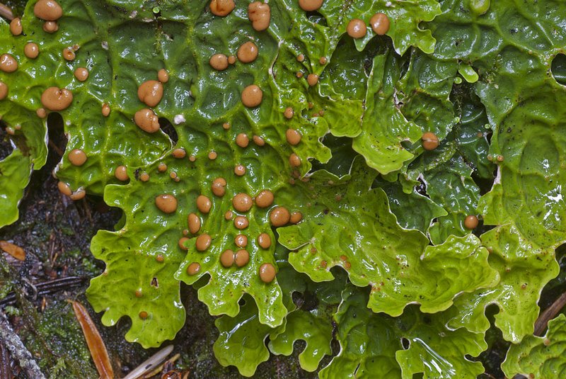 Lobaria linita