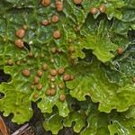 Lobaria linita