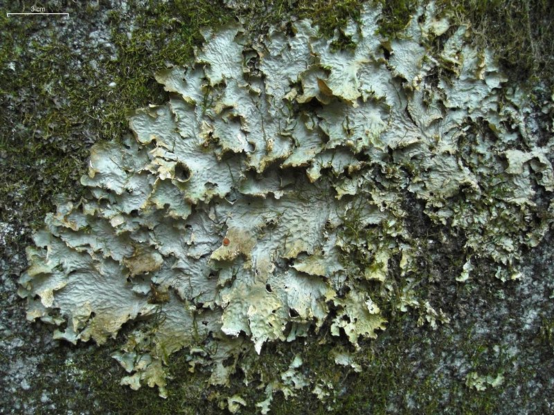 Lobaria linita