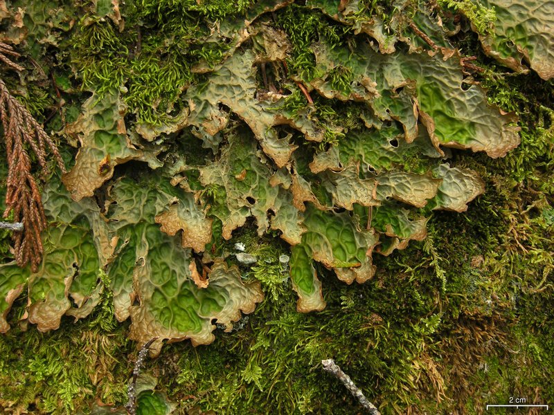 Lobaria linita