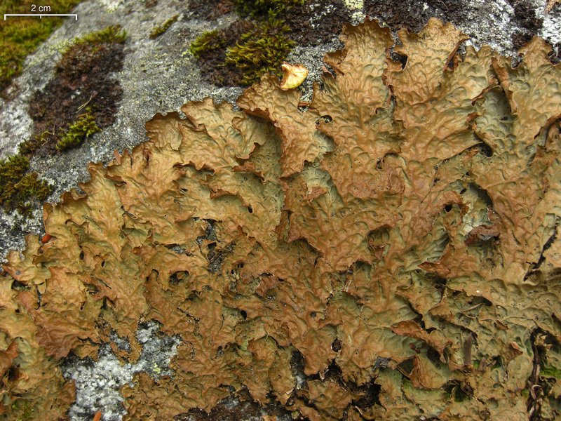 Lobaria linita