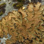 Lobaria linita