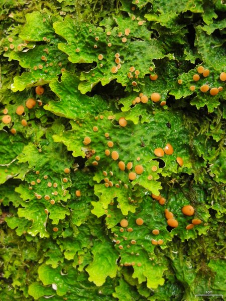 Lobaria linita