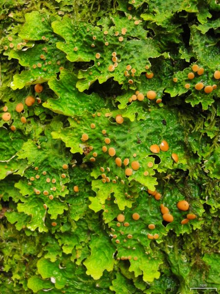 Lobaria linita