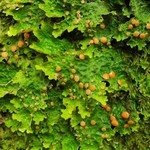 Lobaria linita
