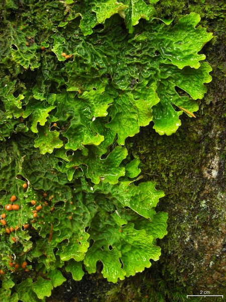 Lobaria linita