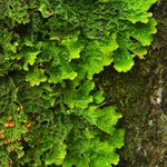 Lobaria linita