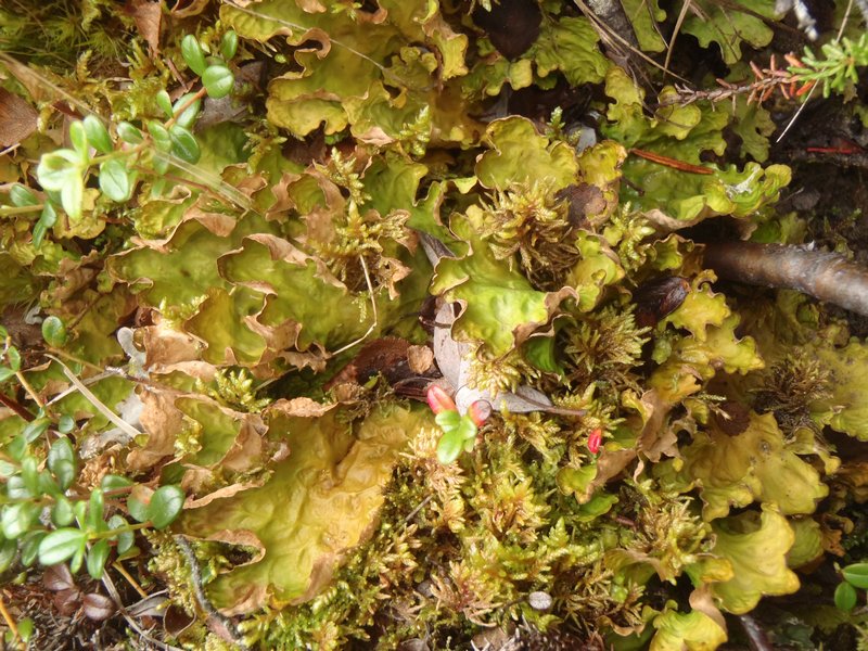 Lobaria linita