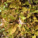 Lobaria linita