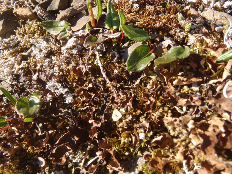 Lobaria linita