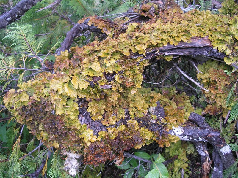 Lobaria linita