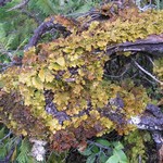 Lobaria linita