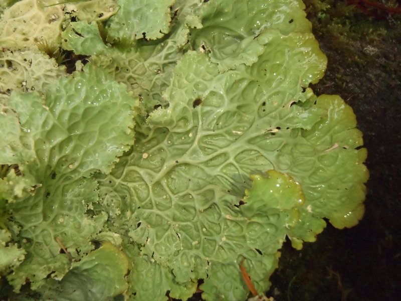 Lobaria oregana