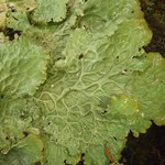 Lobaria oregana