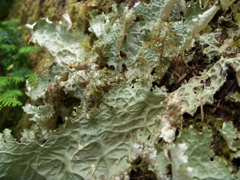 Lobaria oregana