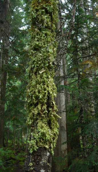 Lobaria oregana