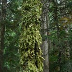 Lobaria oregana